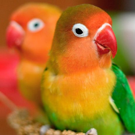 Продам молодых попугаев  неразлучников