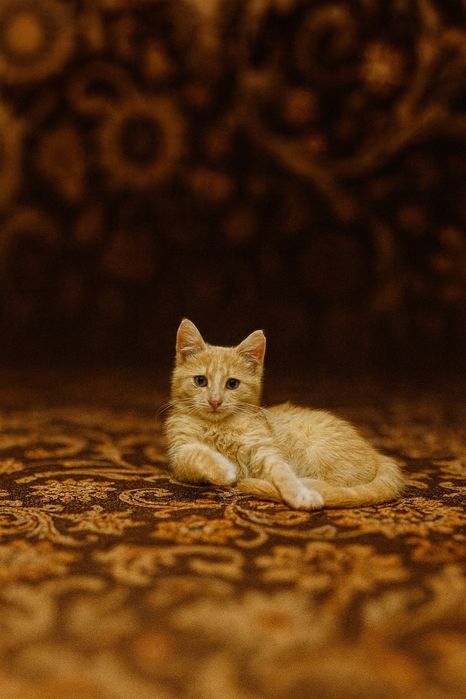 Котенок мальчик