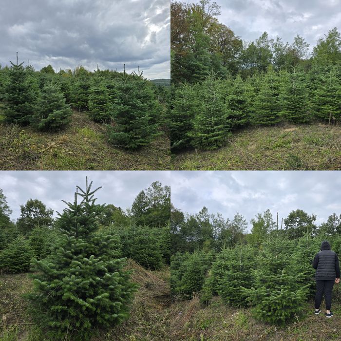 Brad Nordmann en-gros de vanzare 
Brad Nordmann/Brad de Craciun/Brad n