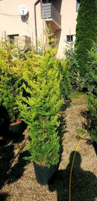 Leylandy gold / leylandy verde de mai multe dimensiuni