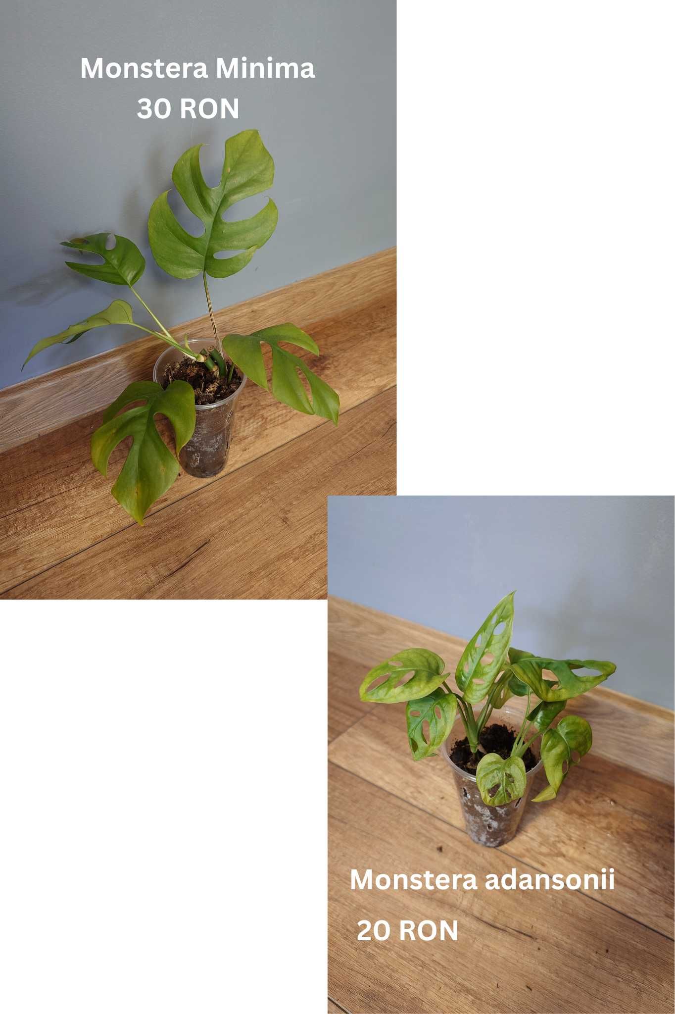 Plante de apartament