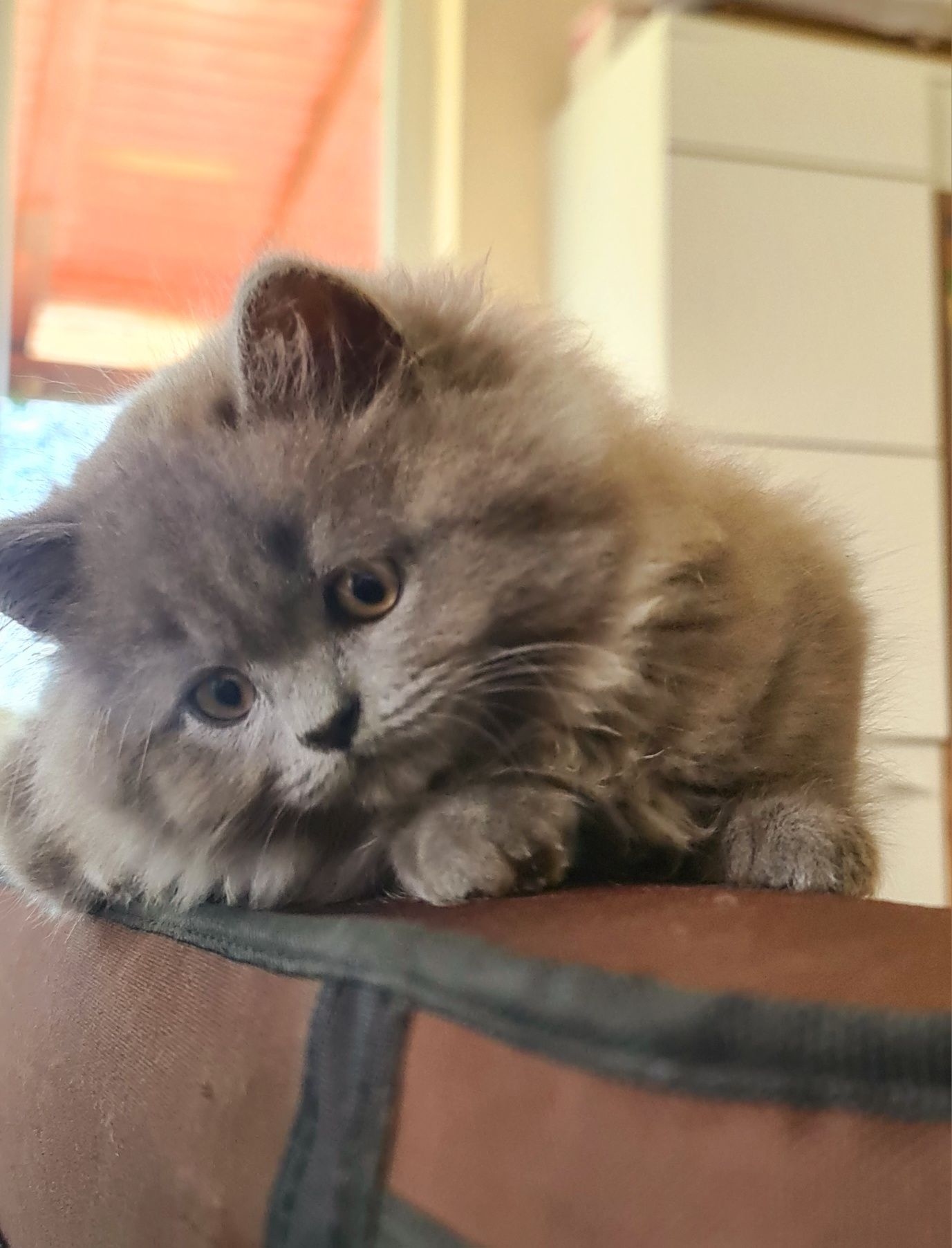 British longhair motănel
