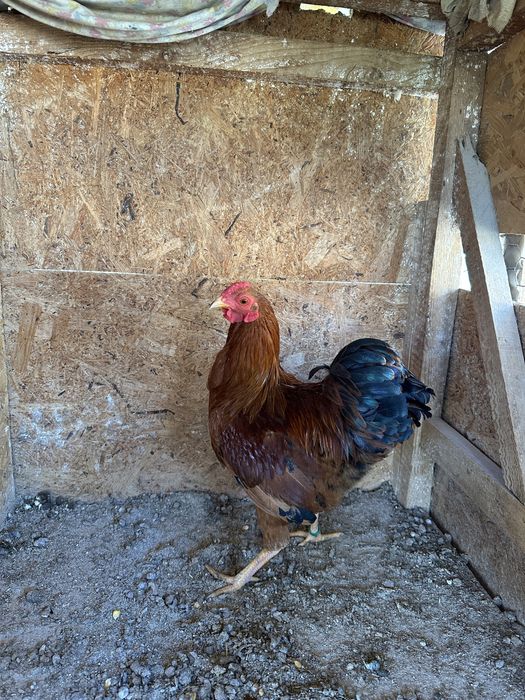 Wyandotte Pitic Maroniu cu benzi