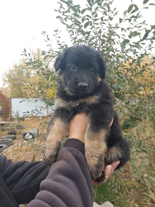 Продажа щенков немецкой овчарки длинношёрстной