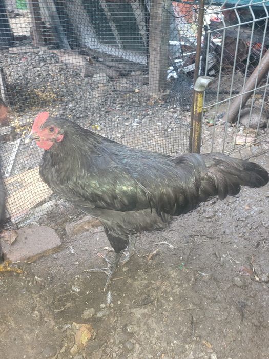 Cocoși australorp