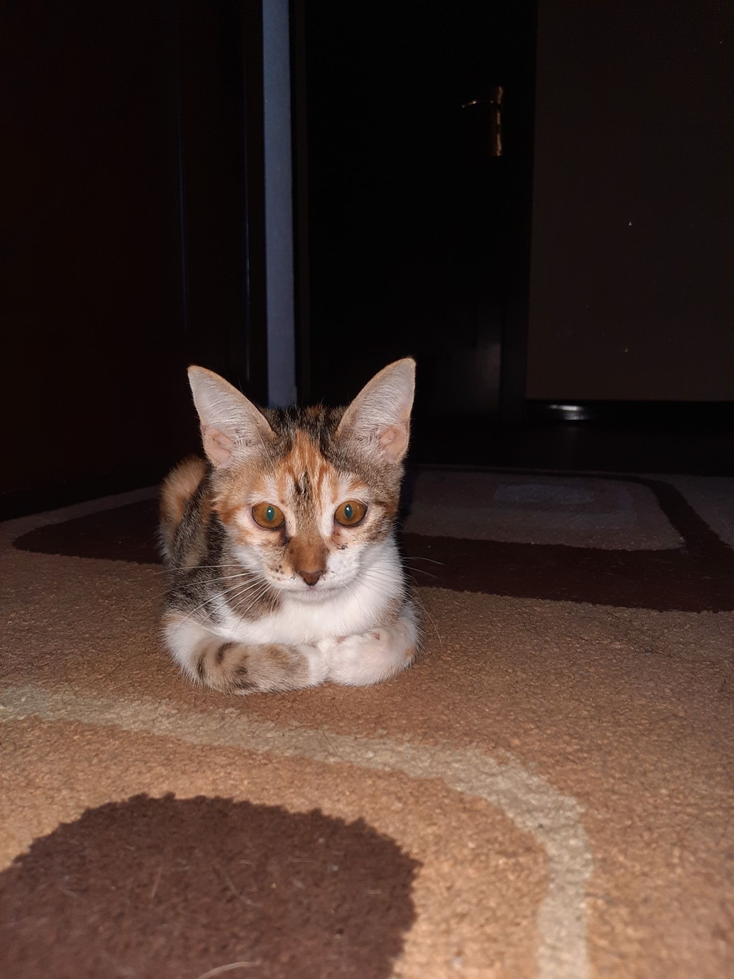Котёнок 4 месяца