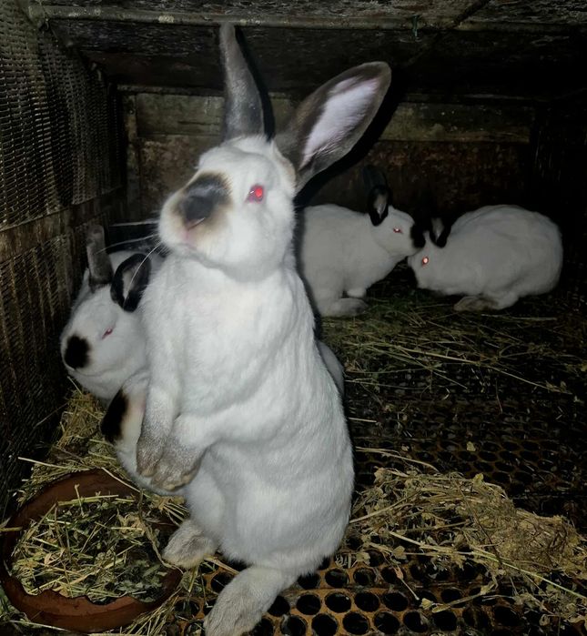 Чистокръвни калифорнийски зайци!