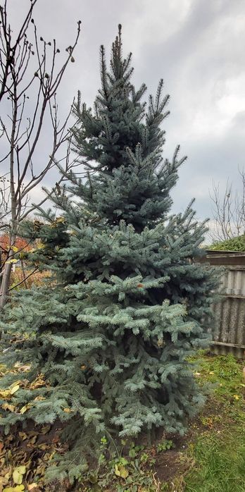 Vând Brad Argintiu Albastru