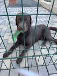 donez caine rasa labrador