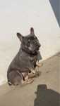 Vand Bulldog francez cu pedigree