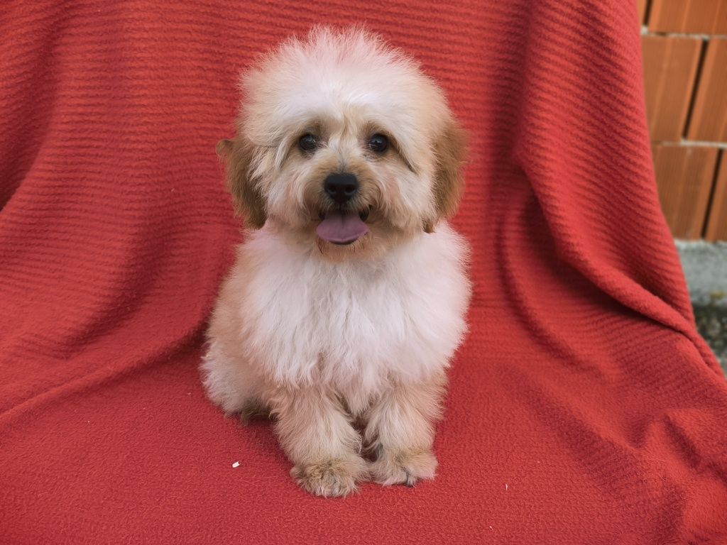 Vand fetita Goldendoodle mini