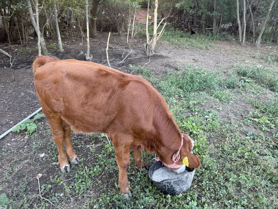 Vițel limuzin gras frumos