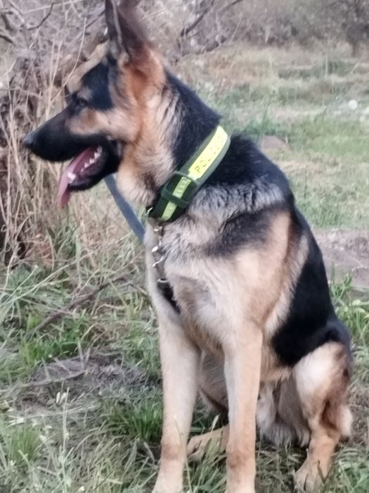 Чистокровный Авчарка Кобель 8 месяц