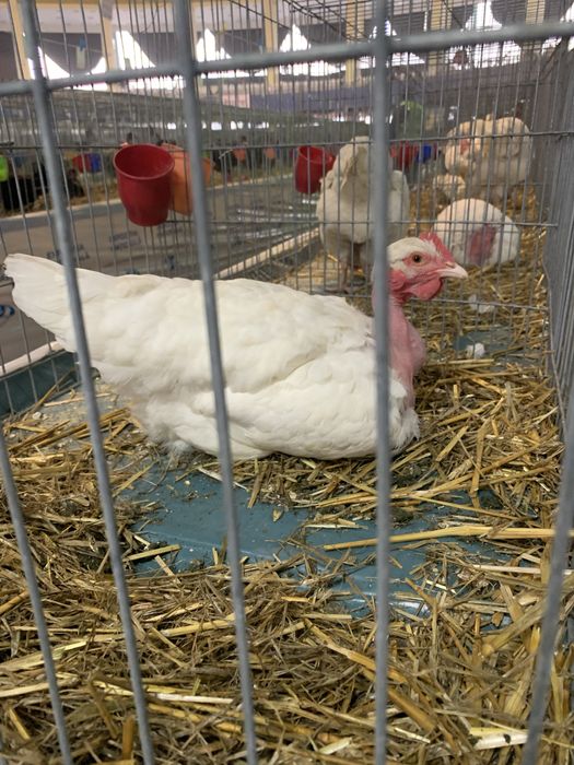 Gaini gat golas de transilvania