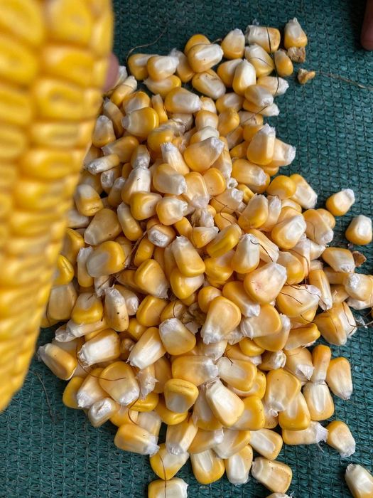 Makkajohori sotiladi holati yahshi qurtlamagan