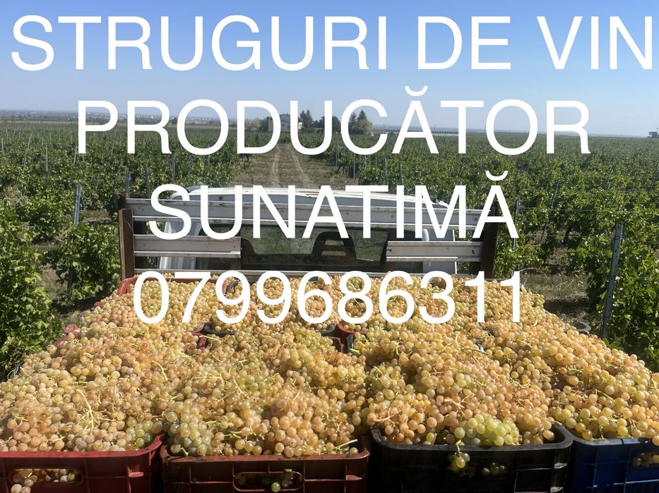 Struguri de vin transport la domiciliu gratuit