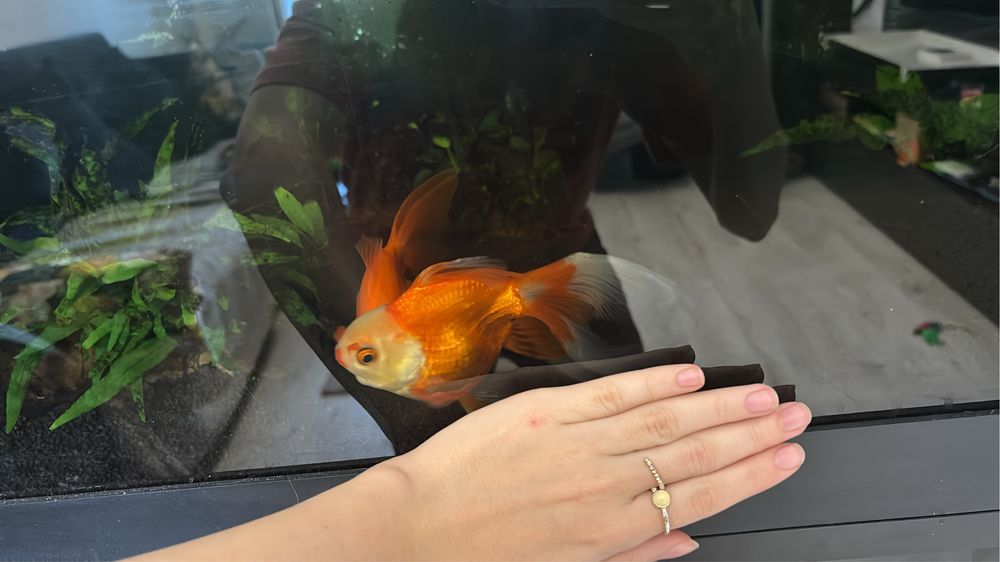 Acvariu 350 L juwel rio cu stand complet si carasi oranda/ranchu