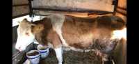 Vaca baltata romaneasca 8200 lei negociabil