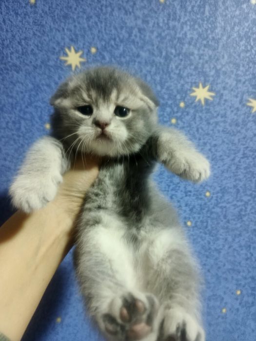 Котята скотиш фолд