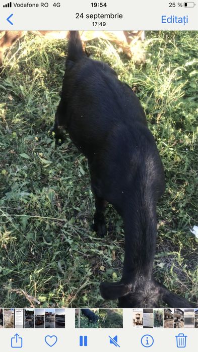 Vand capre Alpine franceze cu genetica buna