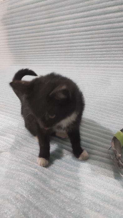 Котёнок ищет дом