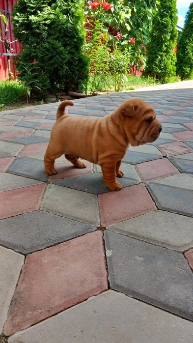 Cațeluș din rasa Shar Pei