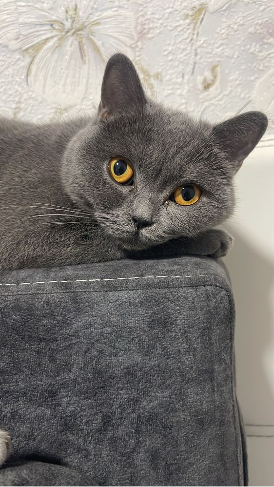 Ищем кошечке кота( за котенка)