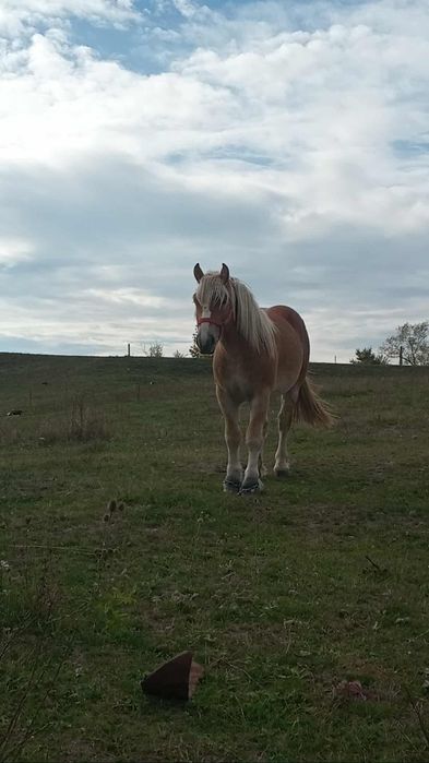 Vând un mânz de un an și șase luni