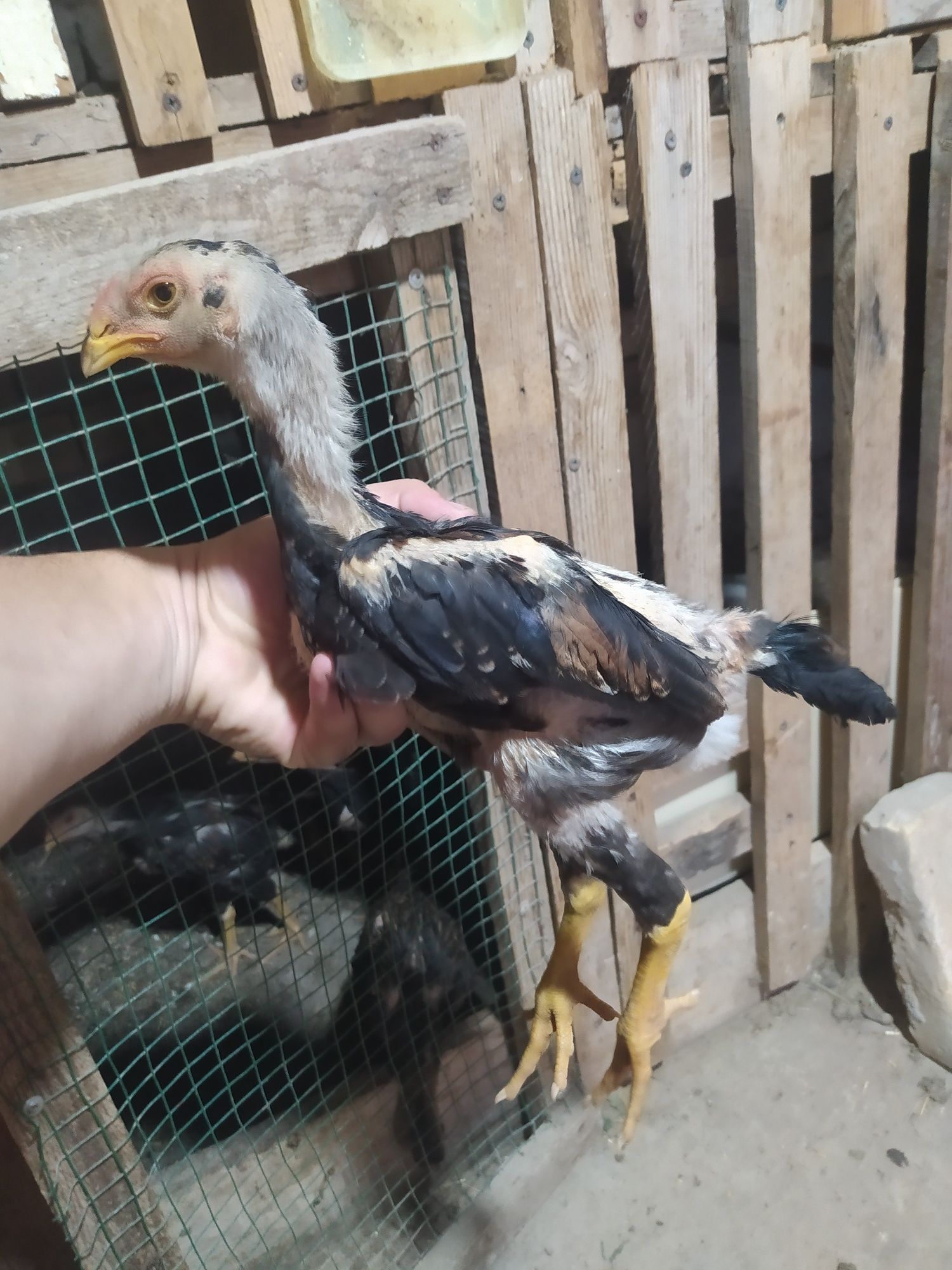 Dakan joʻjalar sotiladi 2 oyli