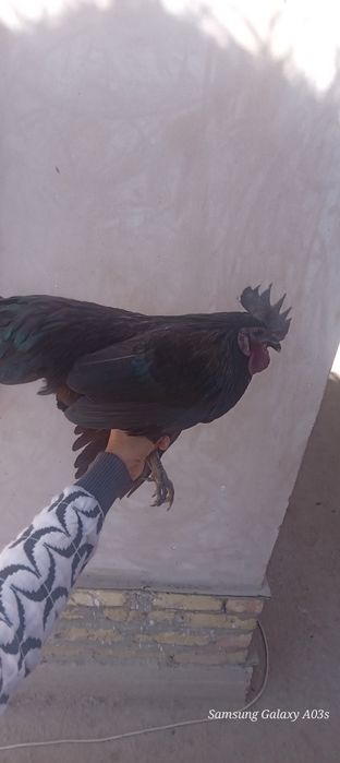 Uxeyilyuy(qora tovuq) parranda zoti