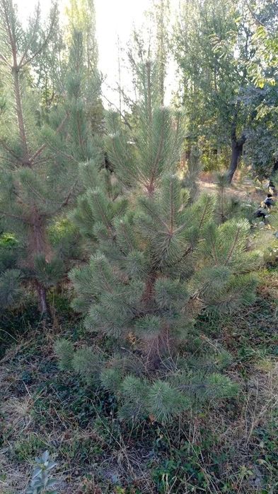 Qrim sosna kòchati 1.5 metrdan 4 metrgacha pishniy
