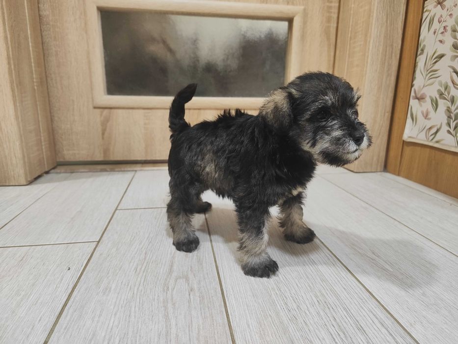 Мини шнауцер (цвергшнауцер)