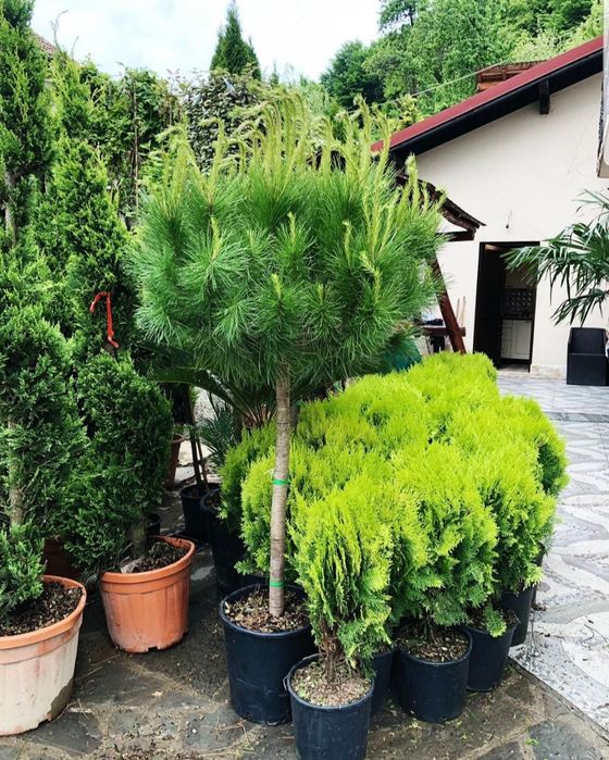 Cycas palmier, plante exotice, Palmier rezistă la frig etc