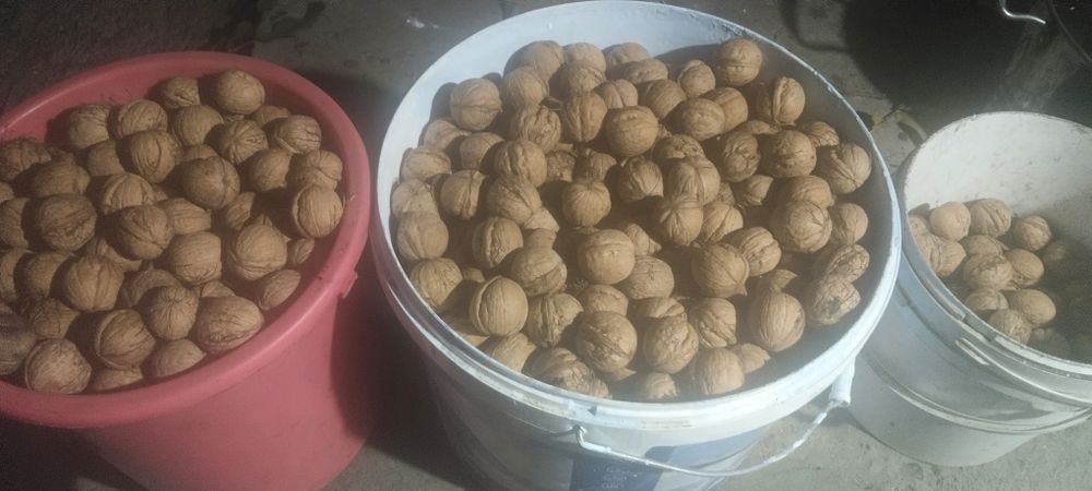 Продам грецкие домашние орехи за 1500 кг