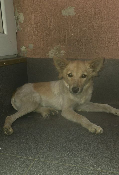 Девочка в добрые руки