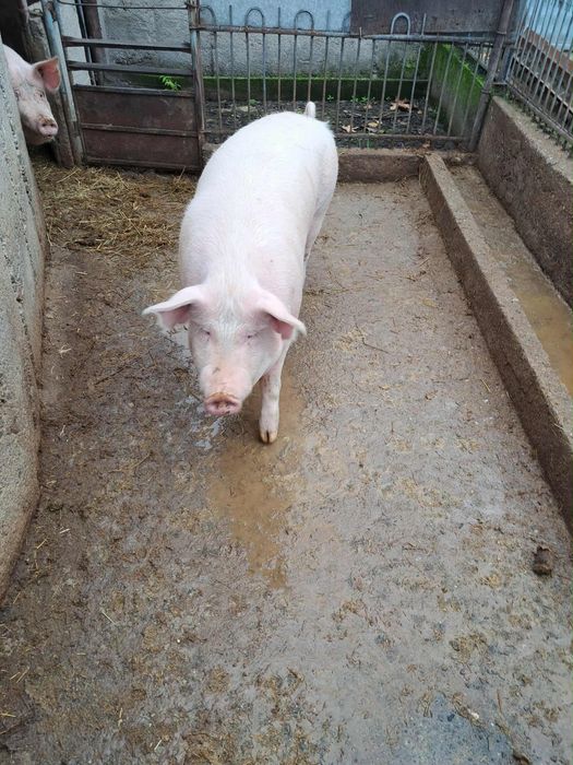 Прасе за колене.