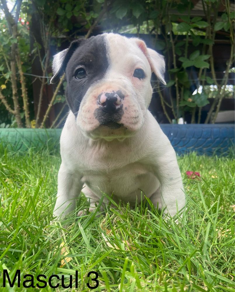 Amstaff pui mascul