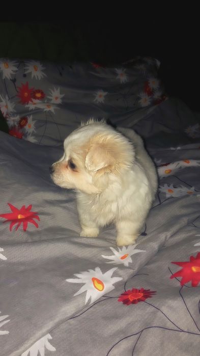 Pui Bichon , o lună