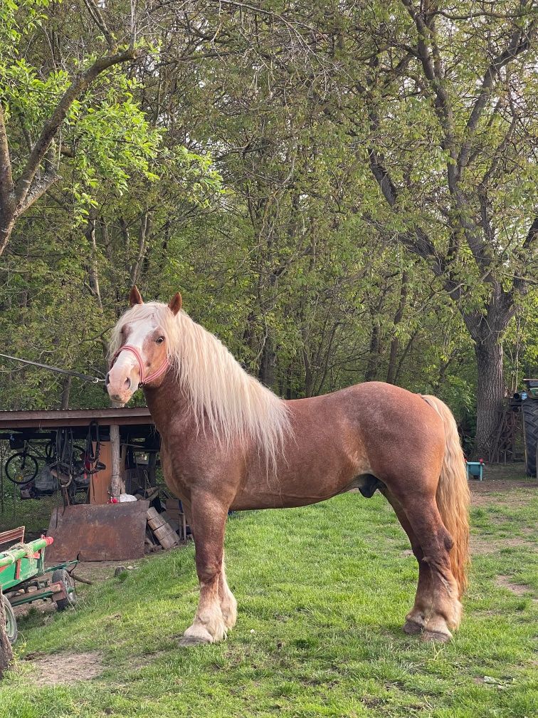 Vand urgent Armăsar 6 ani