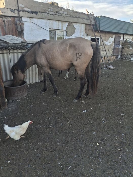 Лошадь продам или поменяю