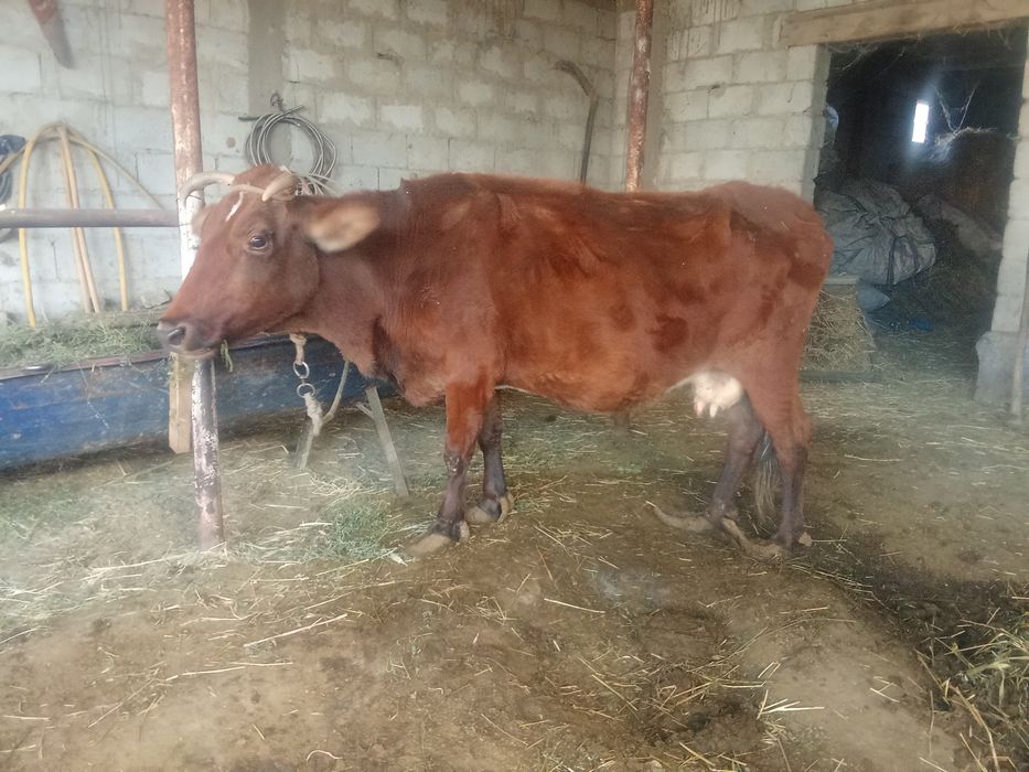 sigir sotiladi zotdor 5qorindan 5tasi ham buqa