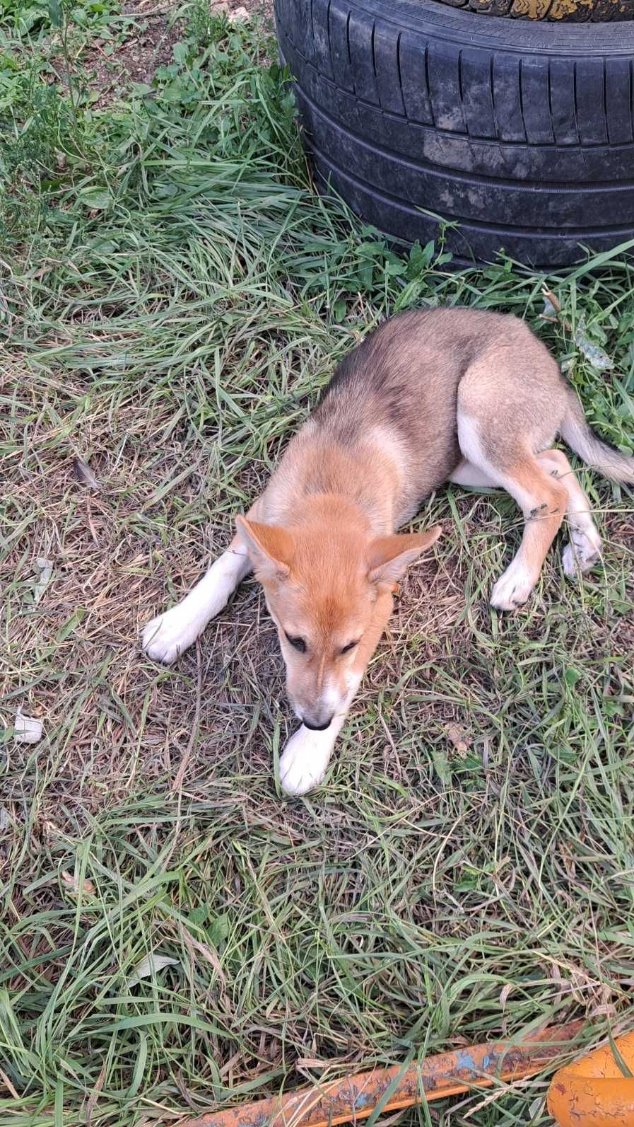 Парень Фокс (FOX) ищет себе дом.