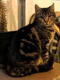 CAROLINE, metis American Shorthair, gratuit