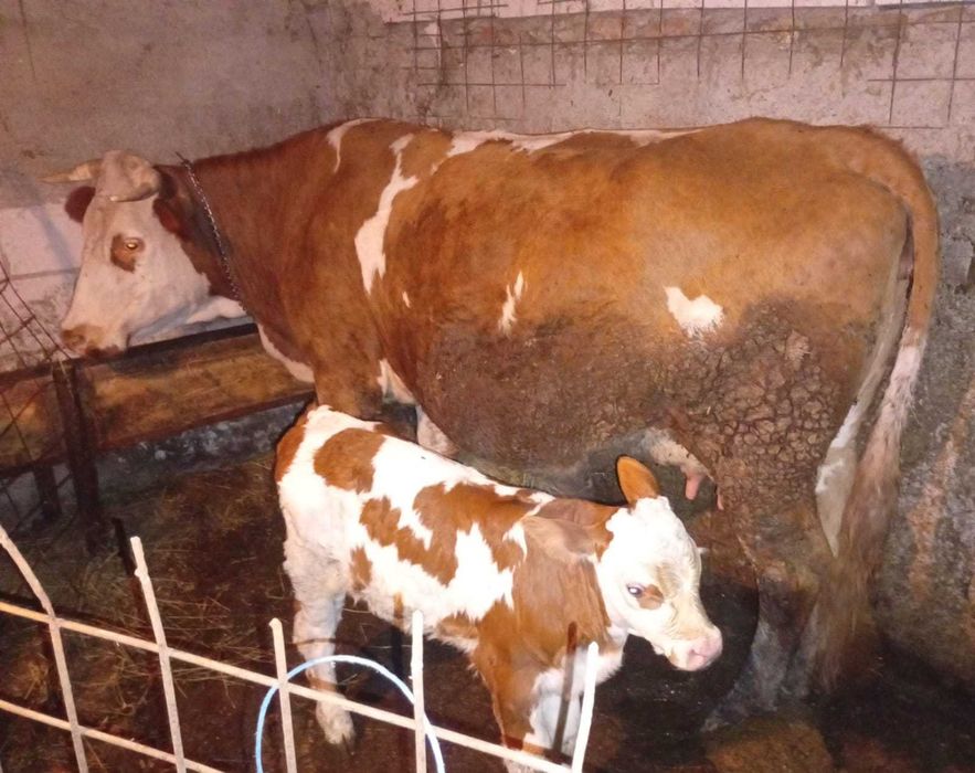 Vaca cu tăuraș și vitea