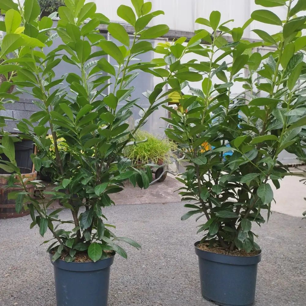 Prunus laurocerasus,  gard verde vesnic ( laur englezesc)