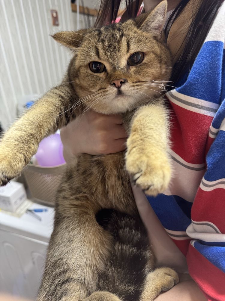 Кошка Скотиш + Шиншила