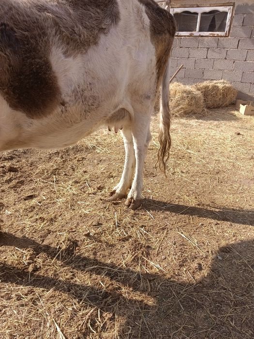 Сауынды сиыр сатылады.