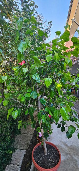 Китайска червена роза