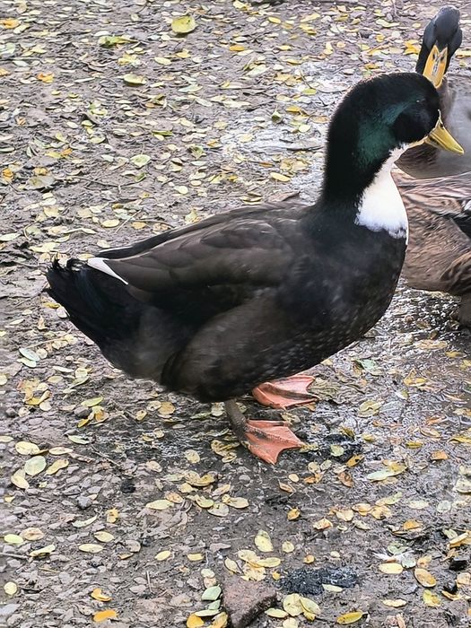 Vând rățoi tineri