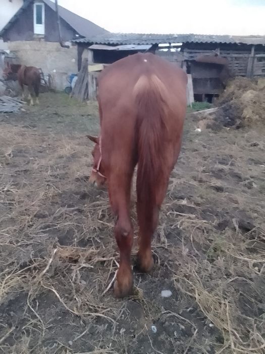 Vând o iapa mai batrană